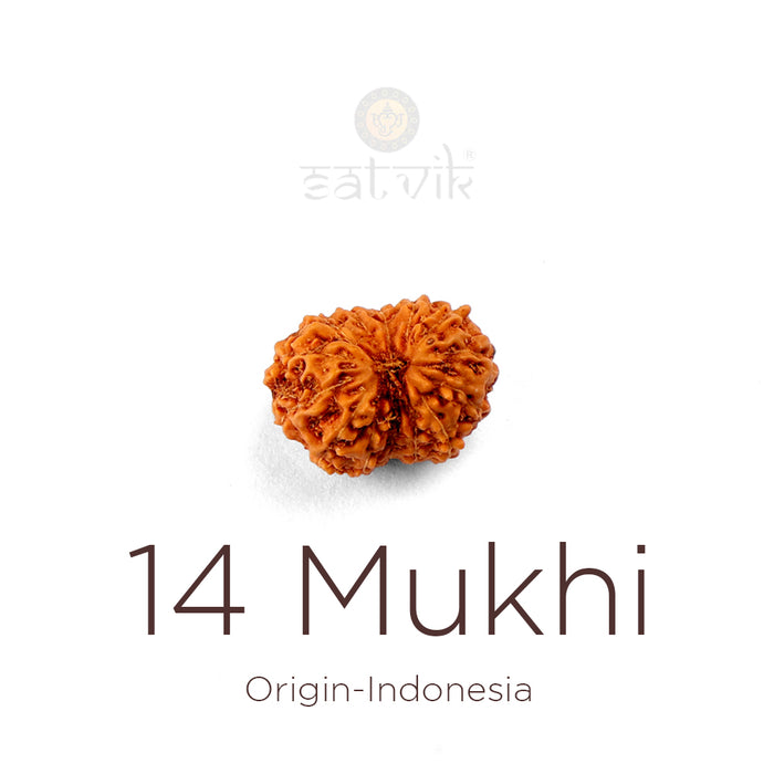 14 Mukhi Rudraksha bead natural Indo fourteen face Rudraksha. India’s Premium Rudraksha Beads Brand - www.satvikstore.in