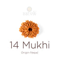 14 Mukhi Rudraksha bead natural Nepali fourteen face Rudraksha. India’s Premium Rudraksha Beads Brand - www.satvikstore.in