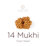 14 Mukhi Rudraksha bead natural Nepali fourteen face Rudraksha. India’s Premium Rudraksha Beads Brand - www.satvikstore.in