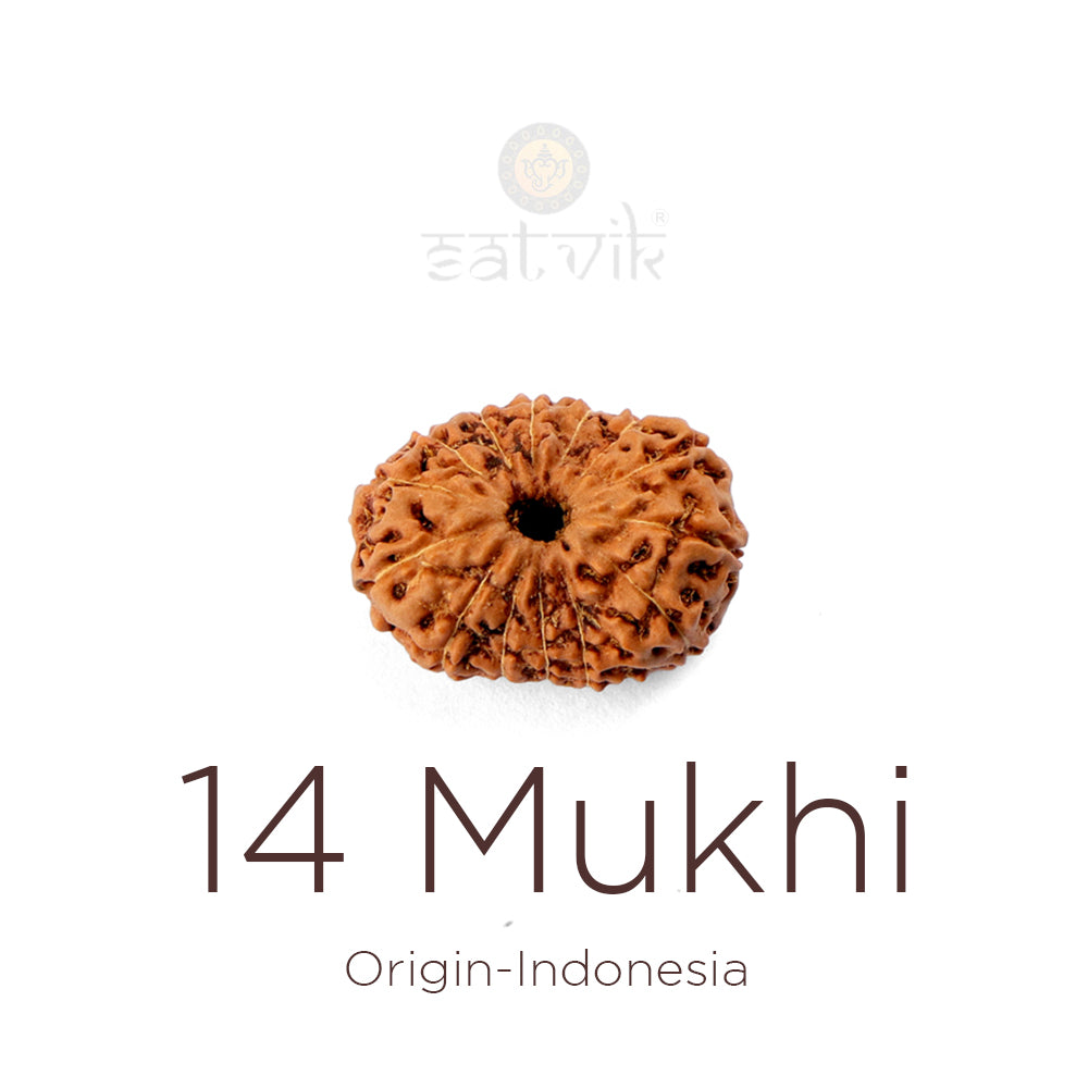 14 Mukhi Rudraksha bead natural Indo fourteen face Rudraksha. India’s Premium Rudraksha Beads Brand - www.satvikstore.in