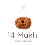 14 Mukhi Rudraksha bead natural Indo fourteen face Rudraksha. India’s Premium Rudraksha Beads Brand - www.satvikstore.in