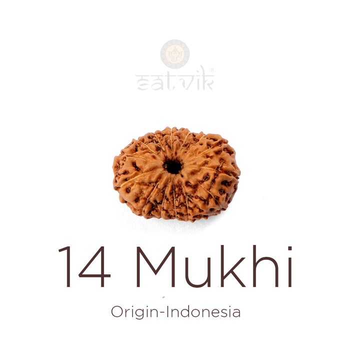 14 Mukhi Rudraksha bead natural Indo fourteen face Rudraksha. India’s Premium Rudraksha Beads Brand - www.satvikstore.in