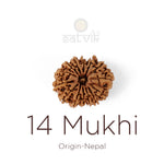 14 Mukhi Rudraksha bead natural Nepali fourteen face Rudraksha. India’s Premium Rudraksha Beads Brand - www.satvikstore.in