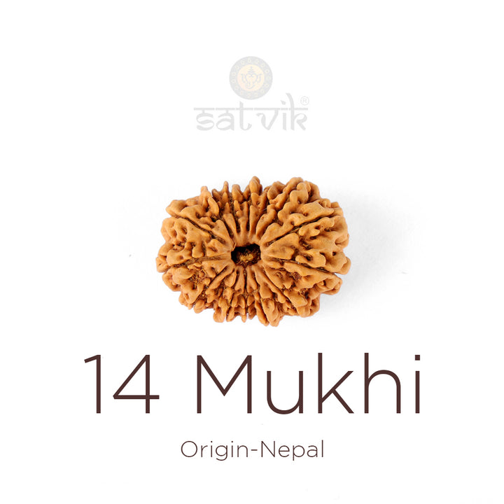 14 Mukhi Rudraksha bead natural Nepali fourteen face Rudraksha. India’s Premium Rudraksha Beads Brand - www.satvikstore.in