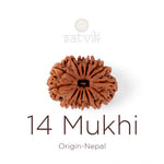 14 Mukhi Rudraksha bead natural Nepali fourteen face Rudraksha. India’s Premium Rudraksha Beads Brand - www.satvikstore.in