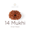 14 Mukhi Rudraksha bead natural Nepali fourteen face Rudraksha. India’s Premium Rudraksha Beads Brand - www.satvikstore.in