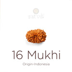 16 Mukhi Rudraksha bead natural Indo sixteen face Rudraksha. India’s Premium Rudraksha Beads Brand - www.satvikstore.in