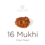 16 Mukhi Rudraksha bead natural Nepali sixteen face Rudraksha. India’s Premium Rudraksha Beads Brand - www.satvikstore.in