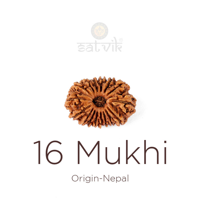 16 Mukhi Rudraksha bead natural Nepali sixteen face Rudraksha. India’s Premium Rudraksha Beads Brand - www.satvikstore.in
