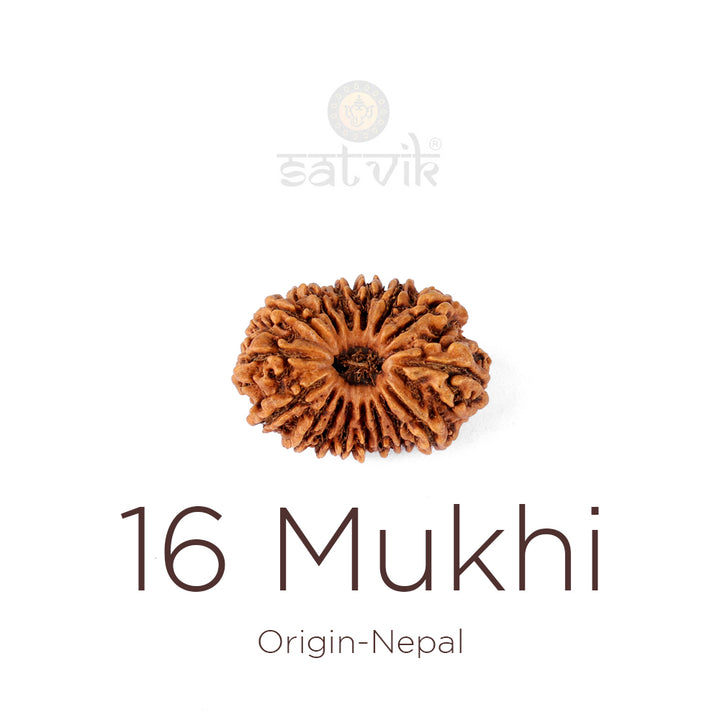 16 Mukhi Rudraksha bead natural Nepali sixteen face Rudraksha. India’s Premium Rudraksha Beads Brand - www.satvikstore.in