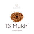 16 Mukhi Rudraksha bead natural Nepali sixteen face Rudraksha. India’s Premium Rudraksha Beads Brand - www.satvikstore.in