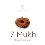 17 Mukhi Rudraksha bead natural Indo seventeen face Rudraksha. India’s Premium Rudraksha Beads Brand - www.satvikstore.in