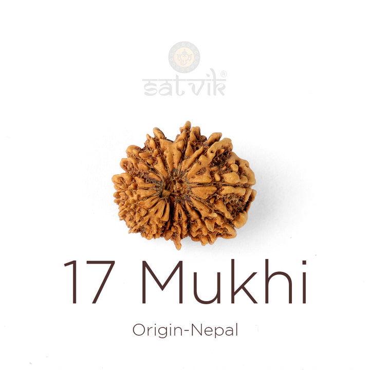 17 Mukhi Rudraksha bead natural Nepali seventeen face Rudraksha. India’s Premium Rudraksha Beads Brand - www.satvikstore.in