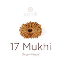 17 Mukhi Rudraksha bead natural Nepali seventeen face Rudraksha. India’s Premium Rudraksha Beads Brand - www.satvikstore.in