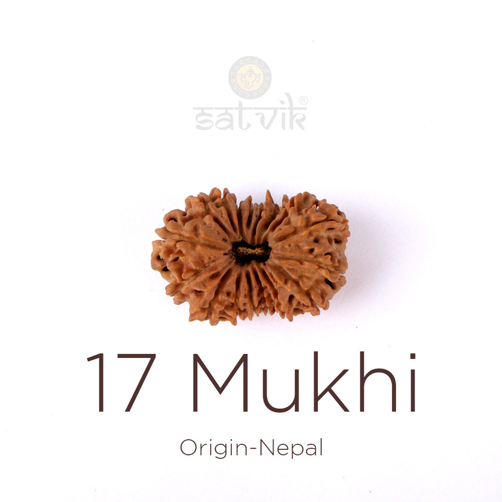 17 Mukhi Rudraksha bead natural Nepali seventeen face Rudraksha. India’s Premium Rudraksha Beads Brand - www.satvikstore.in