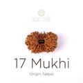 17 Mukhi Rudraksha bead natural Nepali seventeen face Rudraksha. India’s Premium Rudraksha Beads Brand - www.satvikstore.in