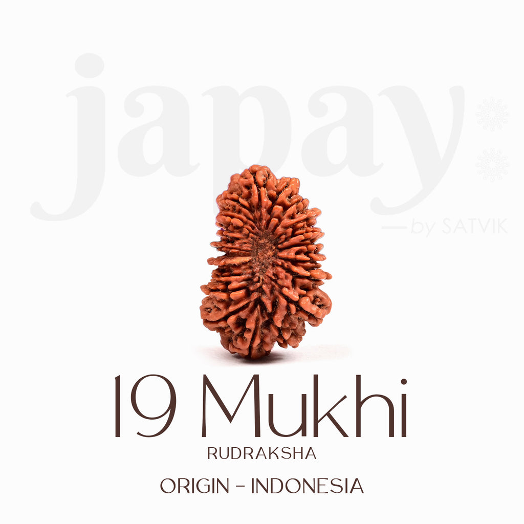 Certified 19 Mukhi Rudraksha Bead – Indonesian origin spiritual bead representing Lord Vishnu, known for abundance, success, and protection in all endeavors. India’s Largest Brass Idols Brand - www.satvikstore.in
