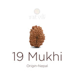 19 Mukhi Rudraksha bead natural Nepali nineteen face Rudraksha. India’s Premium Rudraksha Beads Brand - www.satvikstore.in
