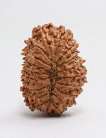 19 Mukhi Rudraksha