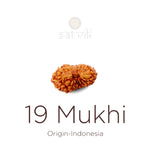 19 Mukhi Rudraksha bead natural Indo nineteen face Rudraksha. India’s Premium Rudraksha Beads Brand - www.satvikstore.in
