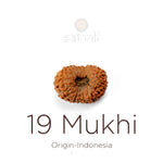 19 Mukhi Rudraksha bead natural Indo nineteen face Rudraksha. India’s Premium Rudraksha Beads Brand - www.satvikstore.in