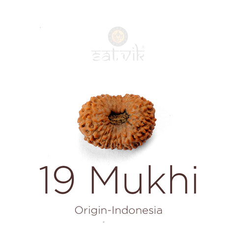 19 Mukhi Rudraksha bead natural Indo nineteen face Rudraksha. India’s Premium Rudraksha Beads Brand - www.satvikstore.in