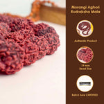 Morangi Aghori Rudraksha Kantha Mala – Sacred Red Energy Beads