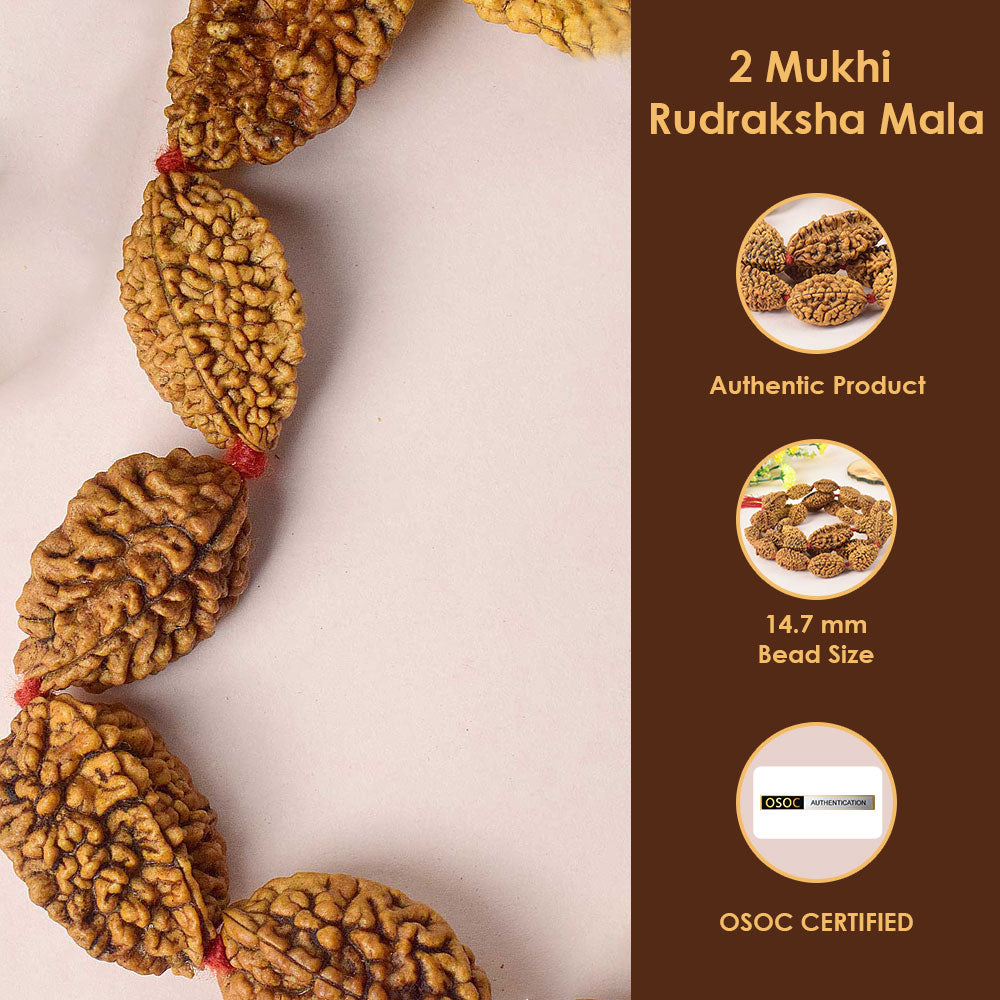 2 Mukhi Kantha Rudraksha Mala