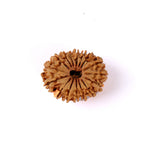 16 Mukhi Rudraksha (27.88mm)