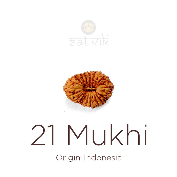 21 Mukhi Rudraksha bead natural Indo twenty one face Rudraksha. India’s Premium Rudraksha Beads Brand - www.satvikstore.in