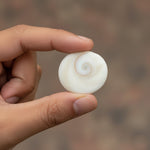 Gomti Chakra 101 Pcs
