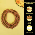 8 Mukhi Semi Pathariya Rudraksha Mala 9-10mm