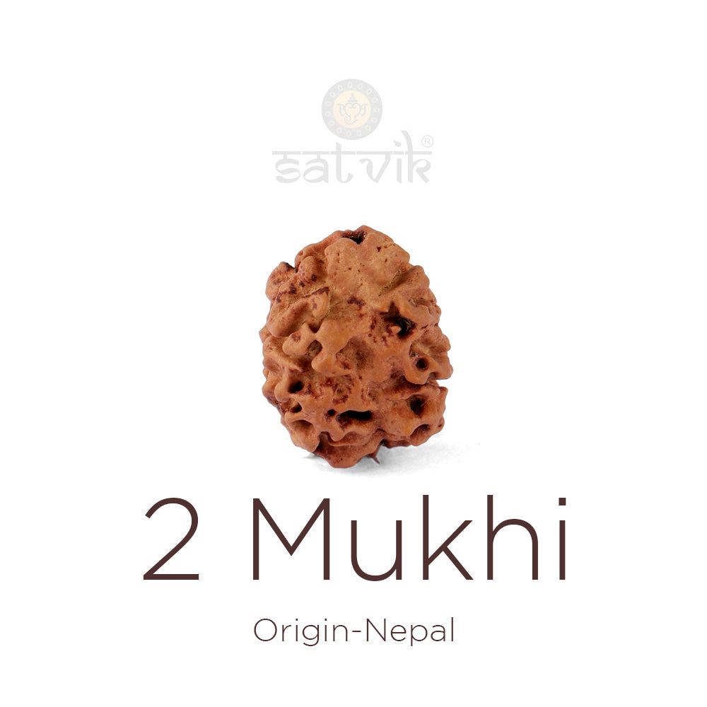 2 Mukhi Rudraksha (21.36mm)
