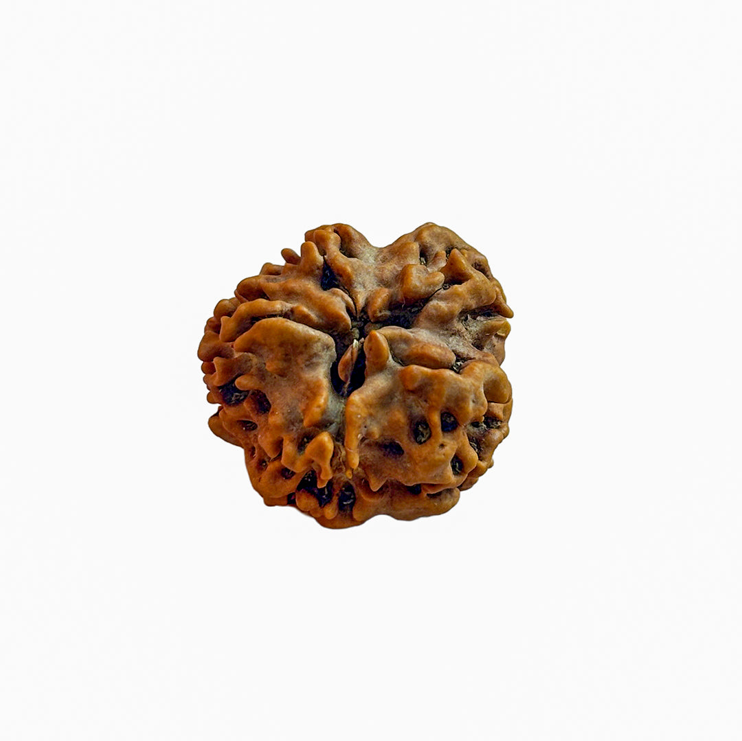 Nirakar Rudraksha Bead (Regular)