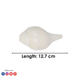 Natural 100% Original Vamavarti Shankha 5 Inch