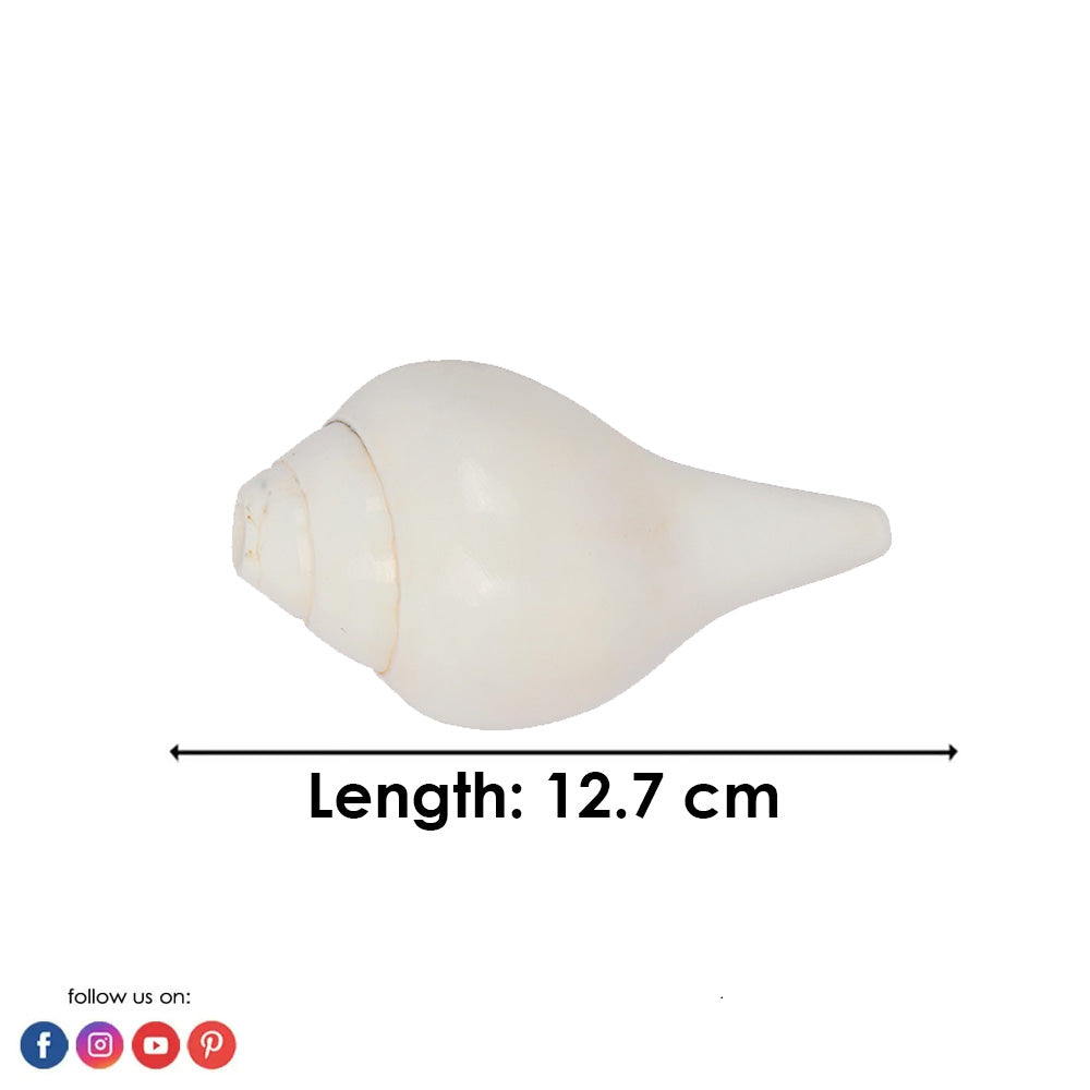 Natural 100% Original Vamavarti Shankha 5 Inch