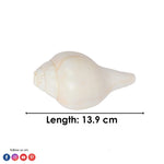 Natural 100% Original Vamavarti Shankha 5.5 Inch