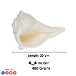 8 Inch Natural Dakshinavarti Valampuri Shankh – Sacred Shell