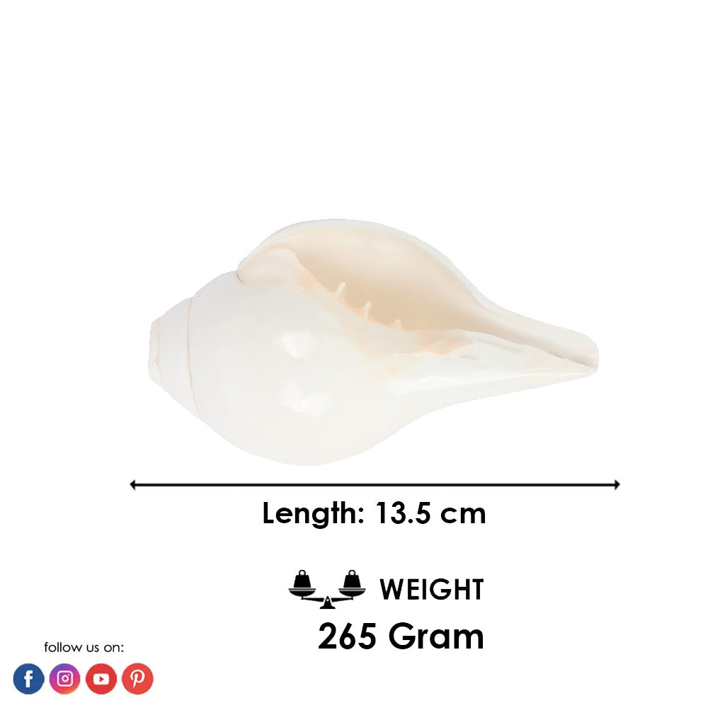 Natural 100% Original Sacred Blowing Shankh 13.5 Cm