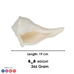 19cm Natural Dakshinavarti Valampuri Shankh – Sacred Shell
