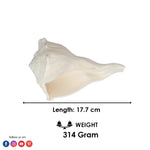 17.7 cm Natural Dakshinavarti Valampuri Shankh – Sacred Shell