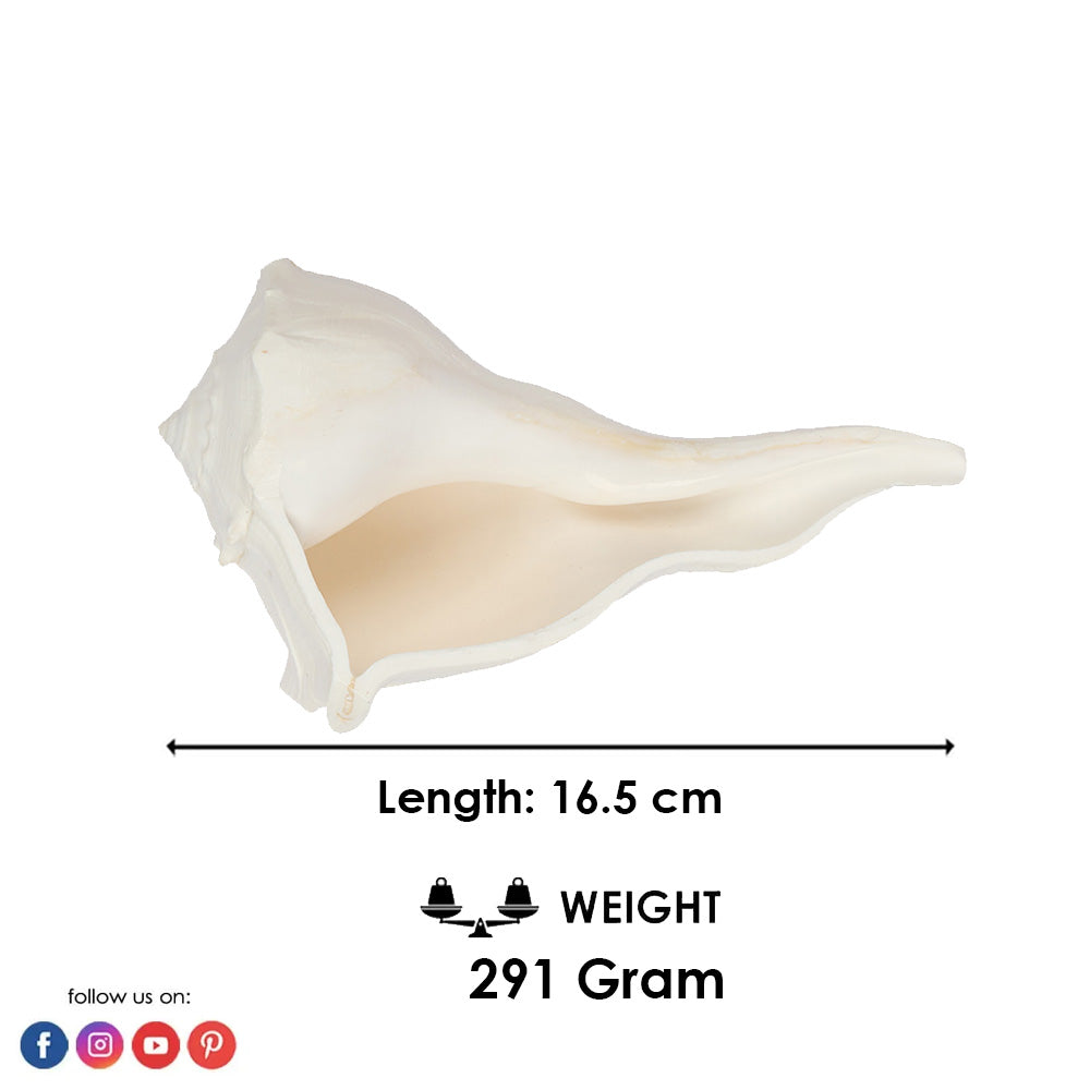16.5 cm Natural Dakshinavarti Valampuri Shankh – Sacred Shell
