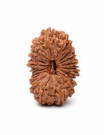 20 Mukhi Rudraksha