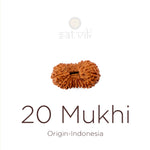20 Mukhi Rudraksha bead natural Indo twenty face Rudraksha. India’s Premium Rudraksha Beads Brand - www.satvikstore.in