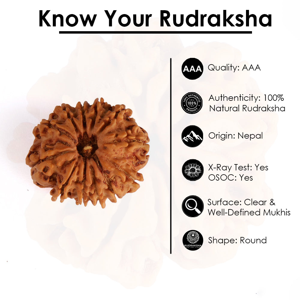 12 Mukhi Rudraksha (Regular)