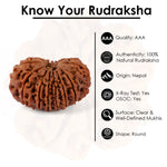 15 Mukhi Rudraksha (27.66mm)