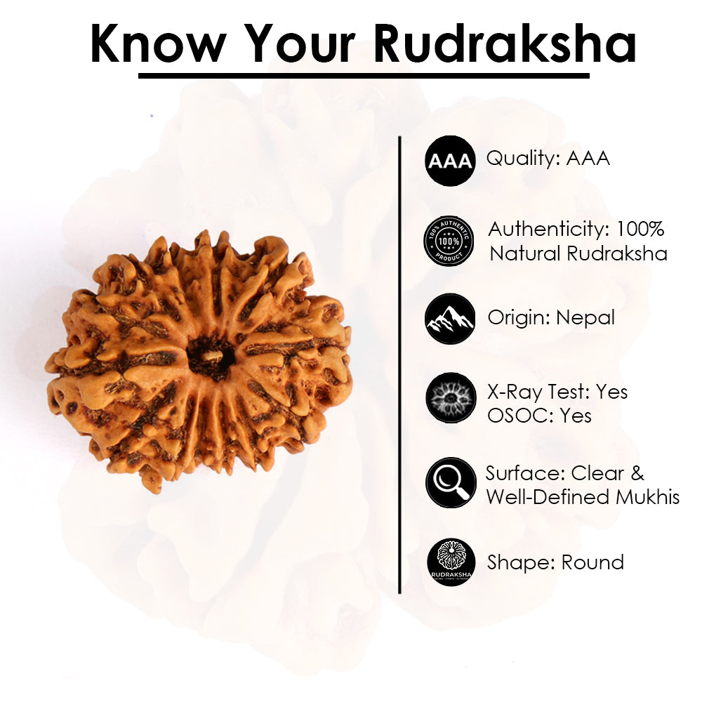 13 Mukhi Rudraksha (Super Collector)