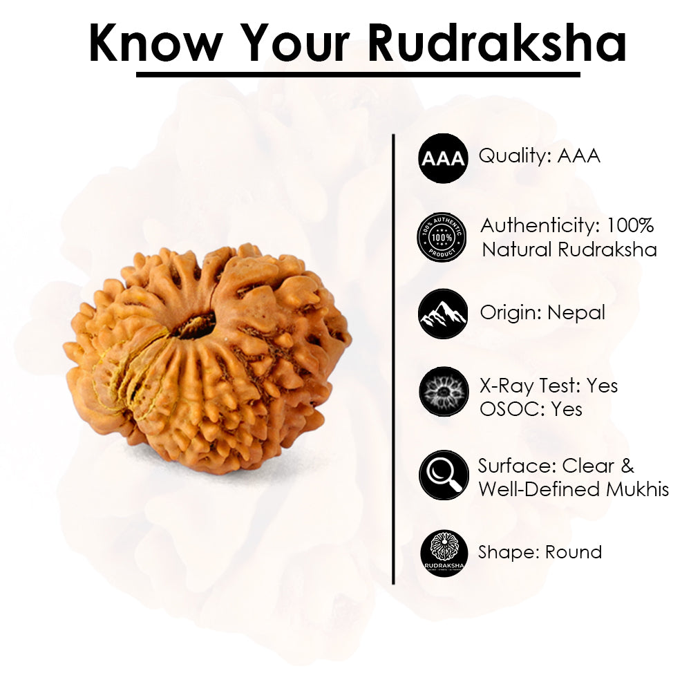 16 Mukhi Rudraksha (18.6mm)