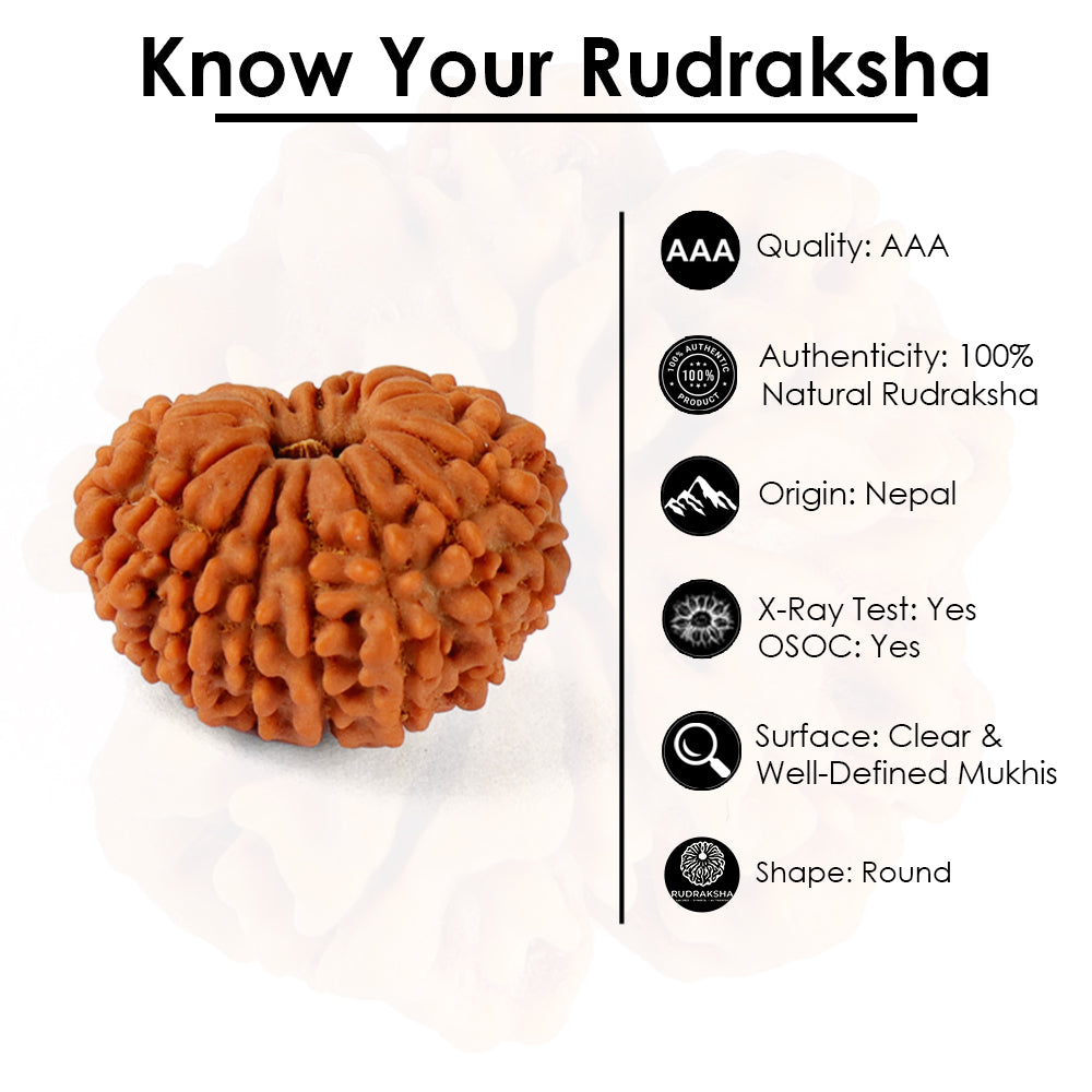 16 Mukhi Rudraksha (20.29mm)