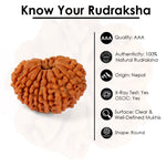16 Mukhi Rudraksha (20.29mm)